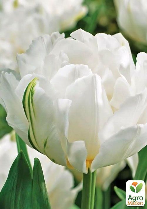 Тюльпан "Cardinal Mindszenty" 3шт в упаковці