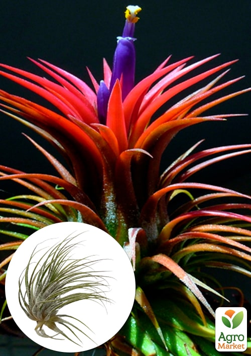 Тілландсия атмосферна "Іонанта" (Tillandsia Ionantha)