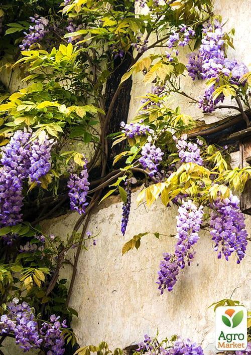 Эксклюзив! Глициния насыщенно сиренево-голубая "Сказочный сад" (Fairy garden) (премиальный махровый сорт)