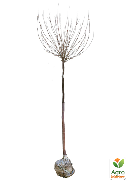 Мигдаль декоративний "Білий парус" на штамбі (вік від 2-х років, висота 150-190см) - фото 2