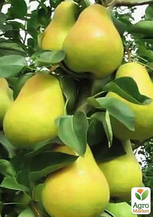 Груша колоновидная "Диалог" (осенний сорт)