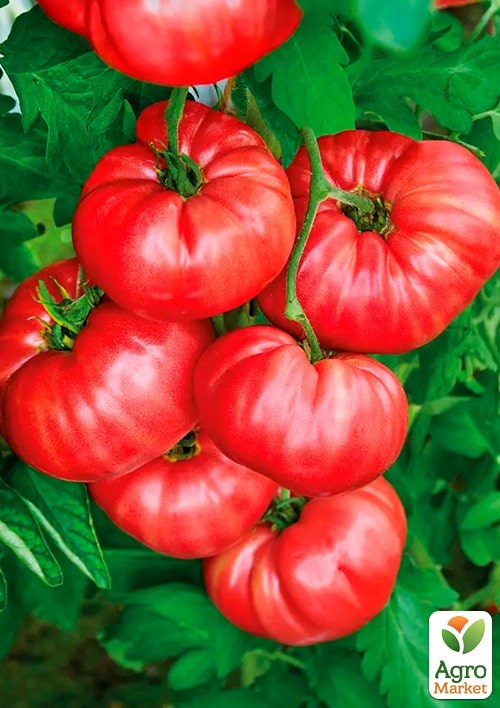 На развес Томат "Брутус" ТМ "Весна" цена за 1г - фото 2