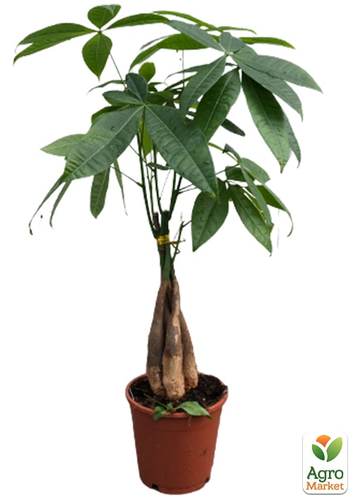 LMTD Пахіра "Aquatica" переплетена (40-50см) - фото 5