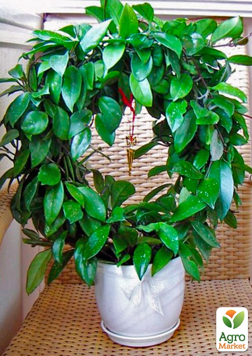 Хойя м'ясиста (плющ восковий) - фото 5