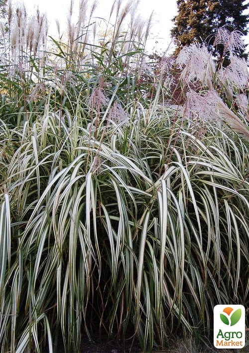 Мискантус китайский "Cabaret" С1.5 - фото 3