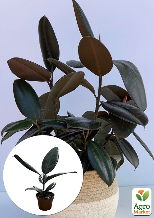 Фикус Эластика "Abidjan" высота 30-40см