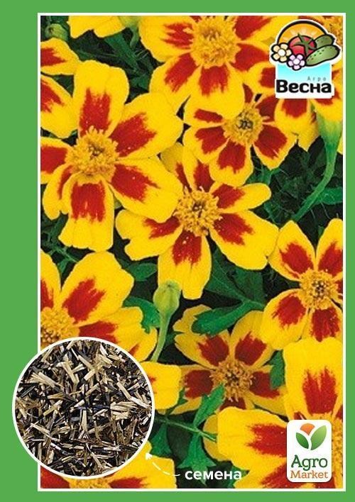 Чорнобривці "Легіон честі" ТМ "Весна" 0.3г