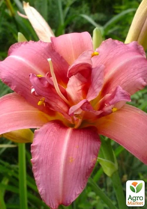 Лилейник "Double Passion" 1шт в упаковке