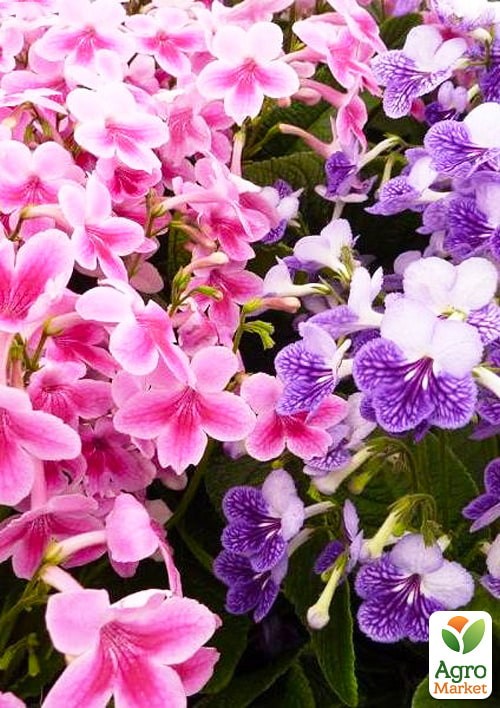 Стрептокарпус "Мадагаскар" ТМ "Vesna Exclusive" 5шт