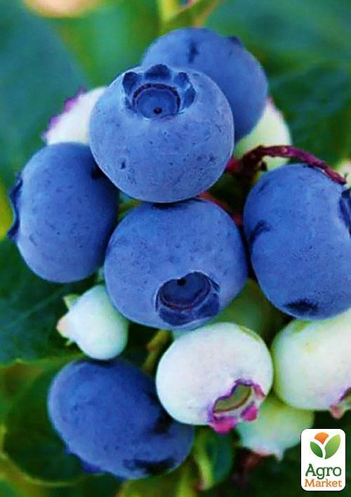 Голубика (черника садовая) "Спартан" (средний срок созревания, высокоустойчив к болезням) - фото 5