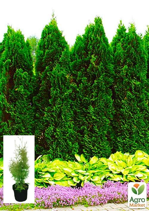 Туя западная "Columna" С3, высота 50-70см