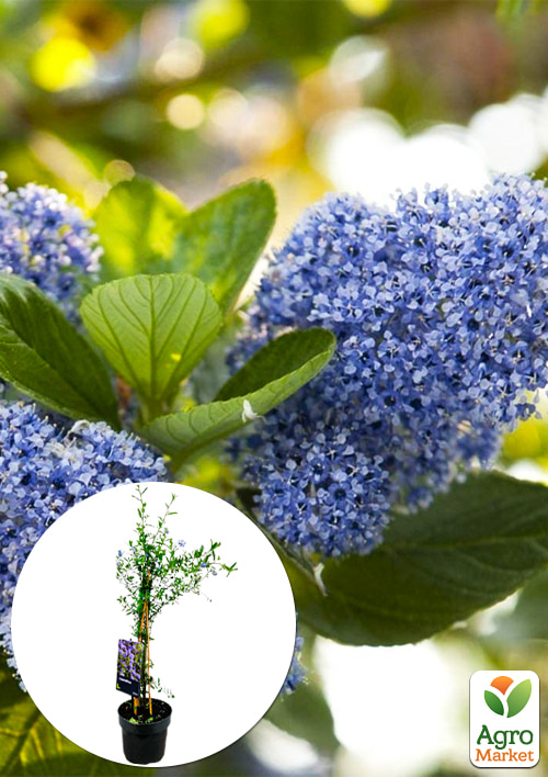 LMTD Цеанотус деревоподібний "Trewithen Blue" (60-70см)