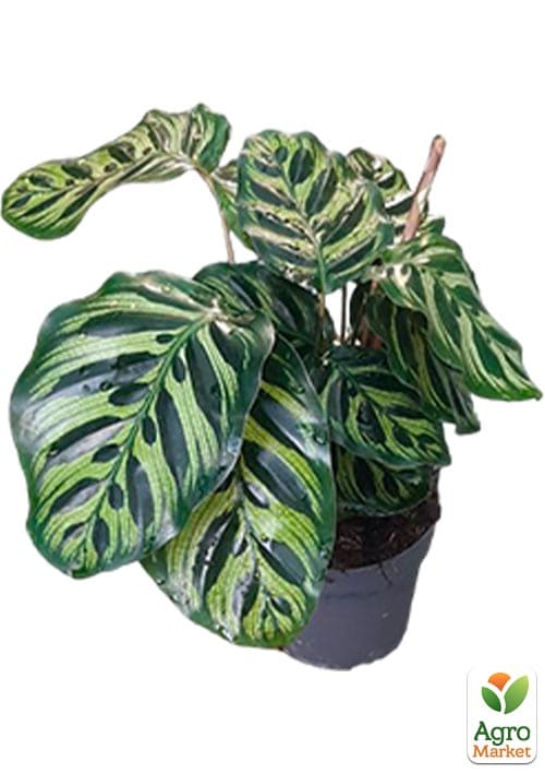 Калатея "Makoyana" высота 35-45см - фото 5
