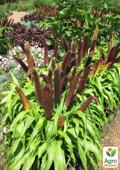 Пеннісетум сизий "Jade Princess" (Pennisetum glaucum Jade Princess)