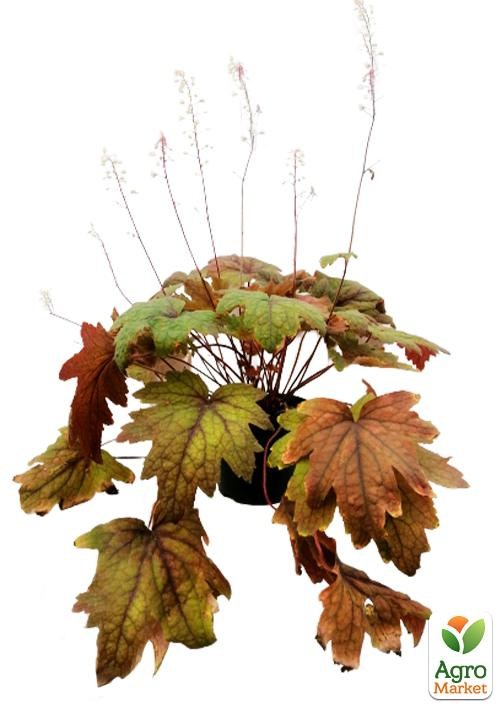 Гейхерелла 3-х летняя "Redstone Falls" (высота 20-40см) - фото 2