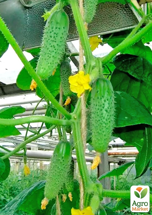 Огірок "Хрумкий" ТМ "Весна" 0.5г - фото 3