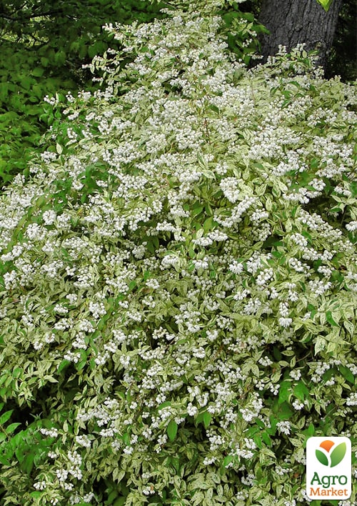 Дейция изящная "Variegata"  - фото 2
