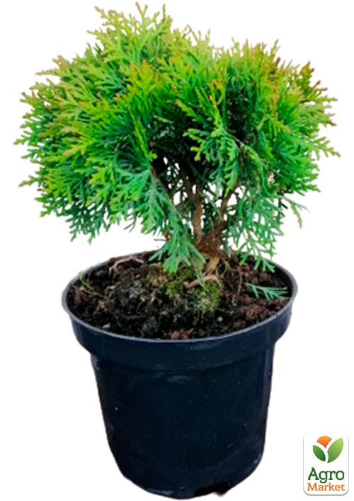 Туя западная "Danica" (Thuja occidentalis) С2, высота 15-20 см - фото 2