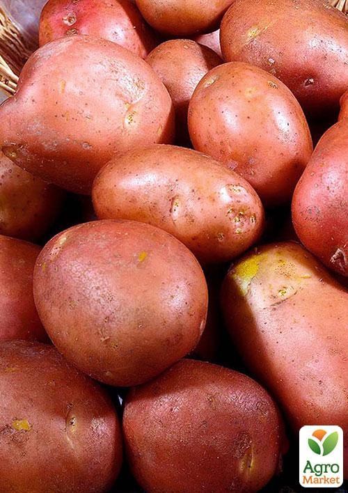 Насіннєвий рання картопля "Рози" (на пюре, 1 репродукція) 1кг