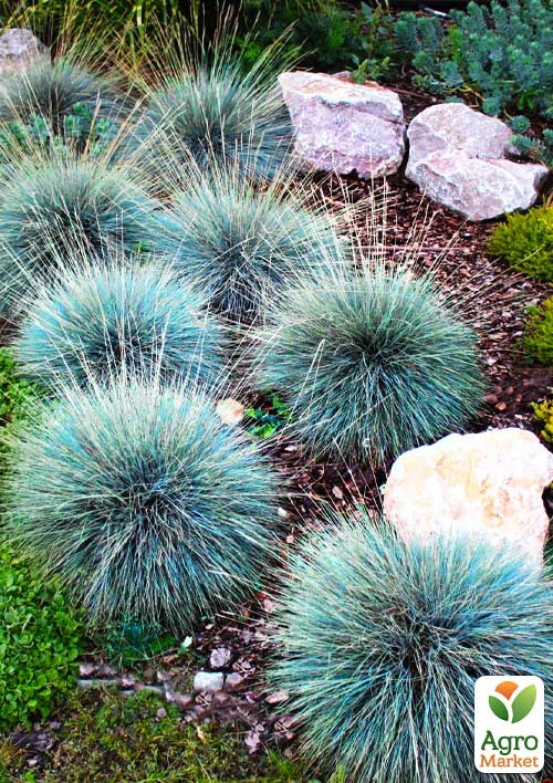 Овсяница сизая "Azurit" вазон С2, высота 15-30см - фото 4
