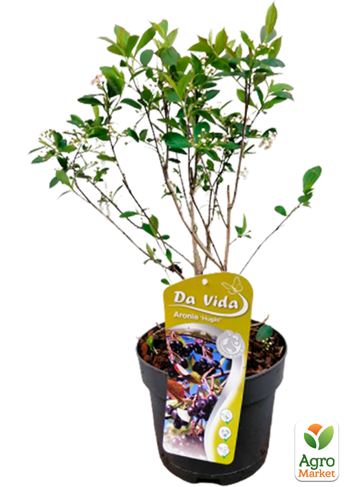 Арония "Хугин" (рябина черноплодная) - фото 2