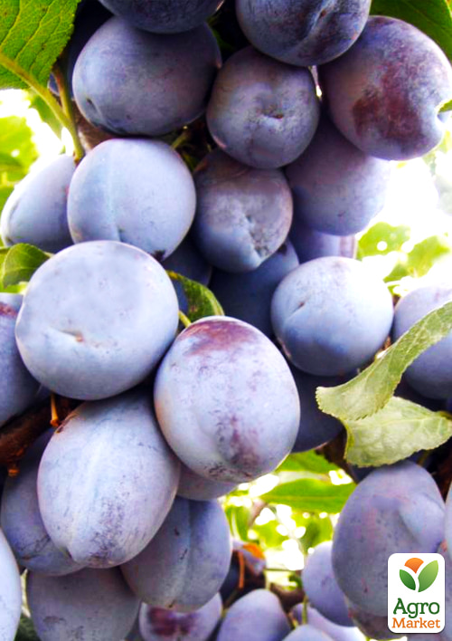 Слива "Блю Фри" (осенний сорт, поздний срок созревания)