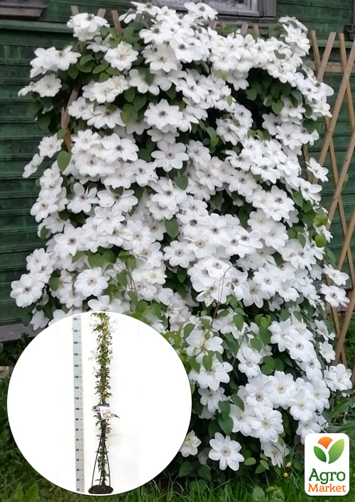 LMTD Клематис "Avalanche" 5-и летний (высота 110-130см) 