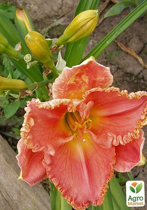 Лилейник "Lori Goldson" 1шт в упаковке - фото 2