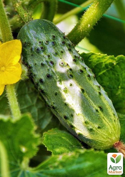 Огурец "Круиз" (в банке) ТМ "Весна Органик" 6г