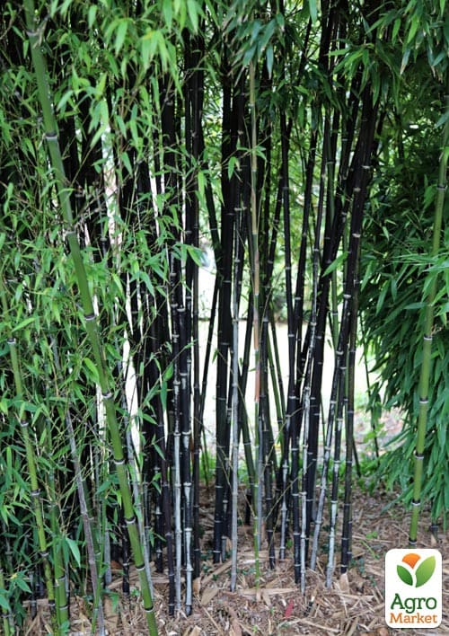 Бамбук "Phyllostachys Nigra" С3, высота 40-60см