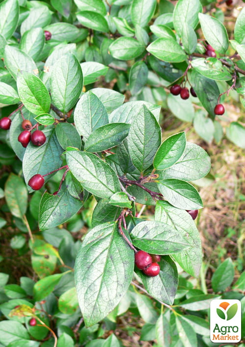 Кизильник блестящий вертикальный (Cotoneaster lucidus), С2 - фото 2