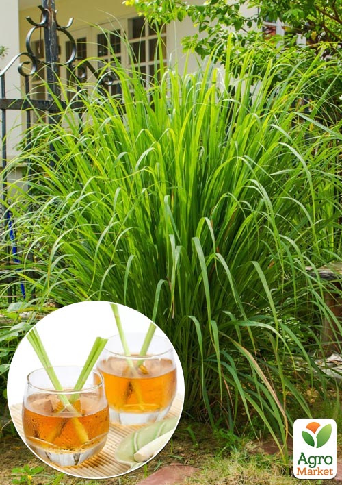 Лимонная трава Лемонграсс (полезная экзотическая пряность цимбопогон)  