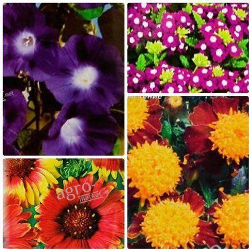 Комплект семян цветов "Цветы жизни" 5уп