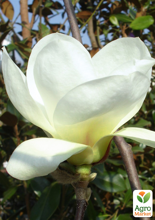 Магнолия 4-х летняя "Jade Lamp" (высота 80-100см) - фото 3