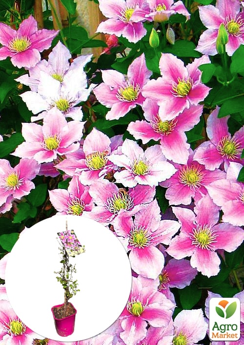 Клематис 2-х летний "Piilu" С2