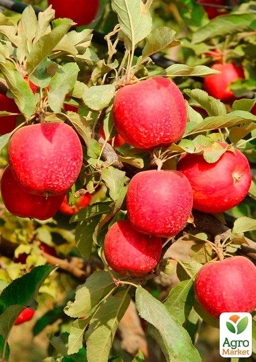 Яблоня "Власта" (летний сорт, средний срок созревания) - фото 4