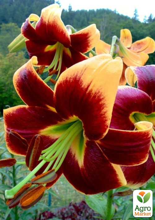 Лилия "Red Morning" (Гигантский цветок)