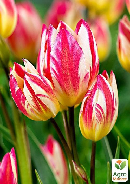 Тюльпан "Tricolette" (розмір 11/12, великий) 3шт в упаковці