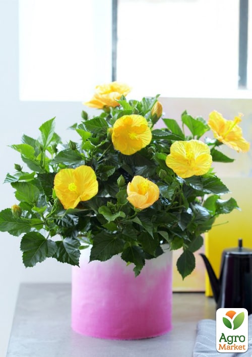 Гибискус комнатный "Adonis Yellow"  - фото 6