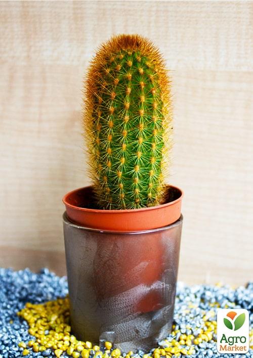 Кактус "Вебербауэроцереус" (Weberbauerocereus johnstonii) (Нидерланды)