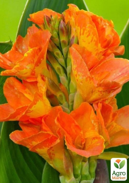 Канна "Centurion"