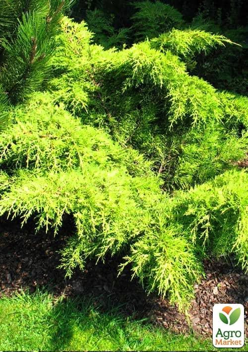 Можжевельник средний "Голден Саусер" (Golden Saucer) горшок P9