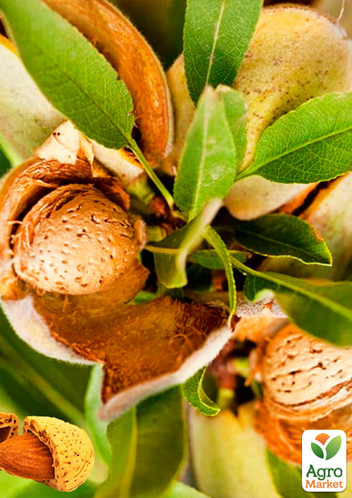 Миндаль сладкий "Форос" (средний срок созревания) - фото 4