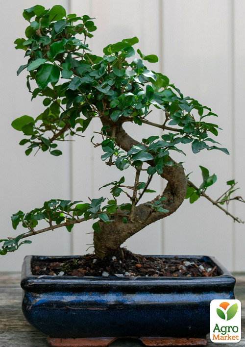 Бонсай «Ligustrum»