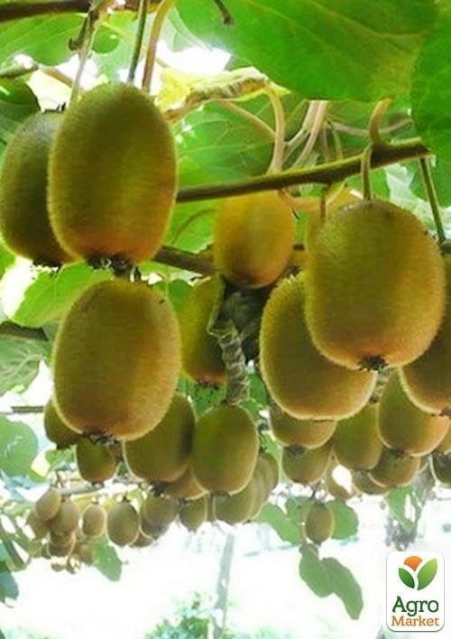 Киви "Соло" (самоопыляемый) укорененный в контейнере (саженец 2 года) - фото 2