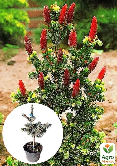 Ялина колюча "Lucky Strike" С10, висота 45-60см