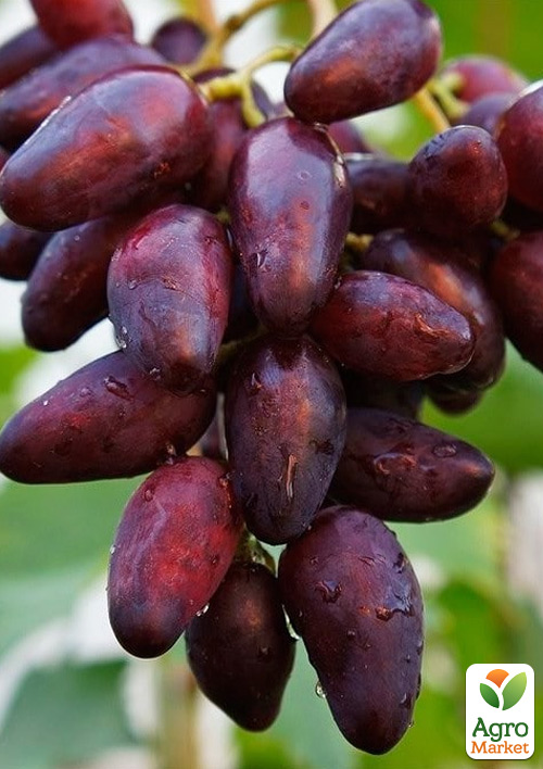 Виноград "Журавчик Вишневый" (сверхранний, крупный, сладкий)