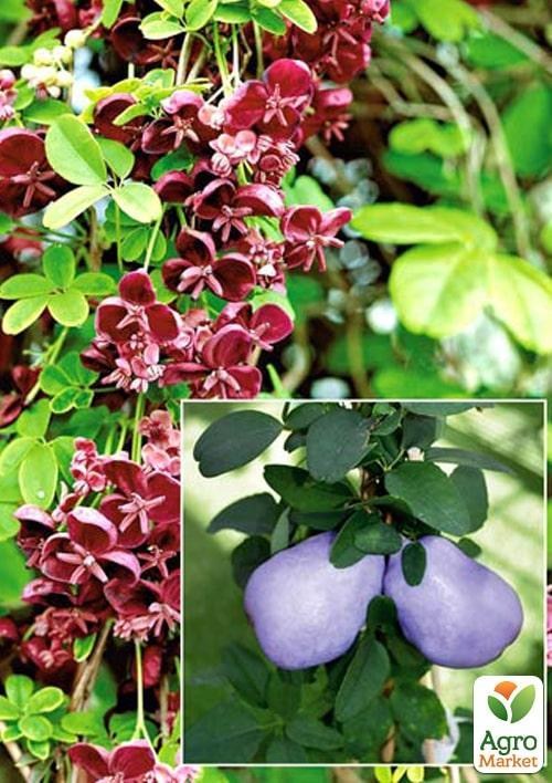 Акебия (шоколадная лиана) 1 саженец в упаковке