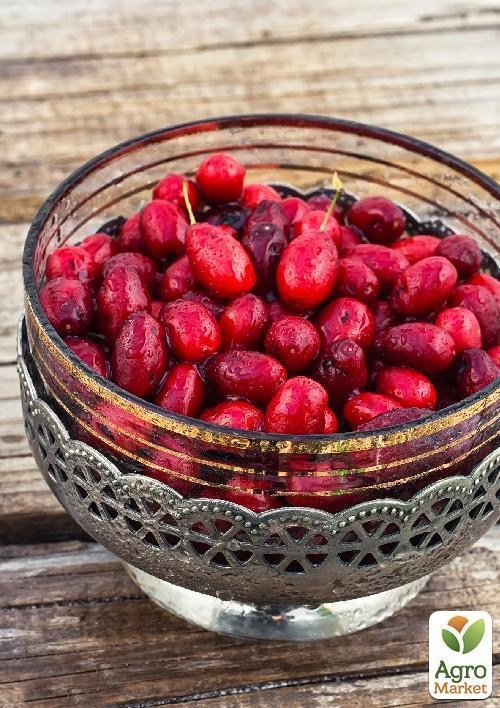 Кизил "Владимирский" 2 года - фото 2