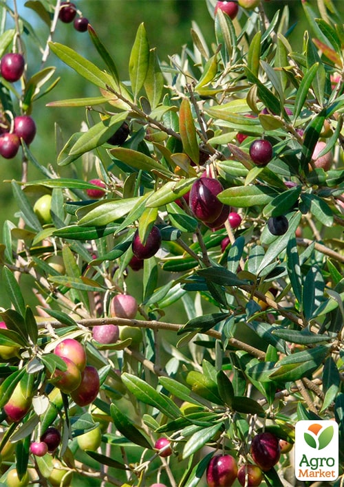 Оливкове дерево "Olivia" вазон C2